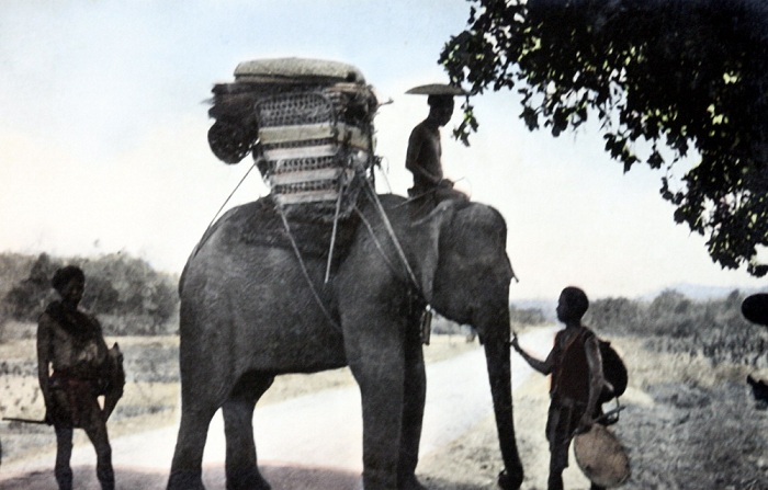 Dalat 100 ans elephant